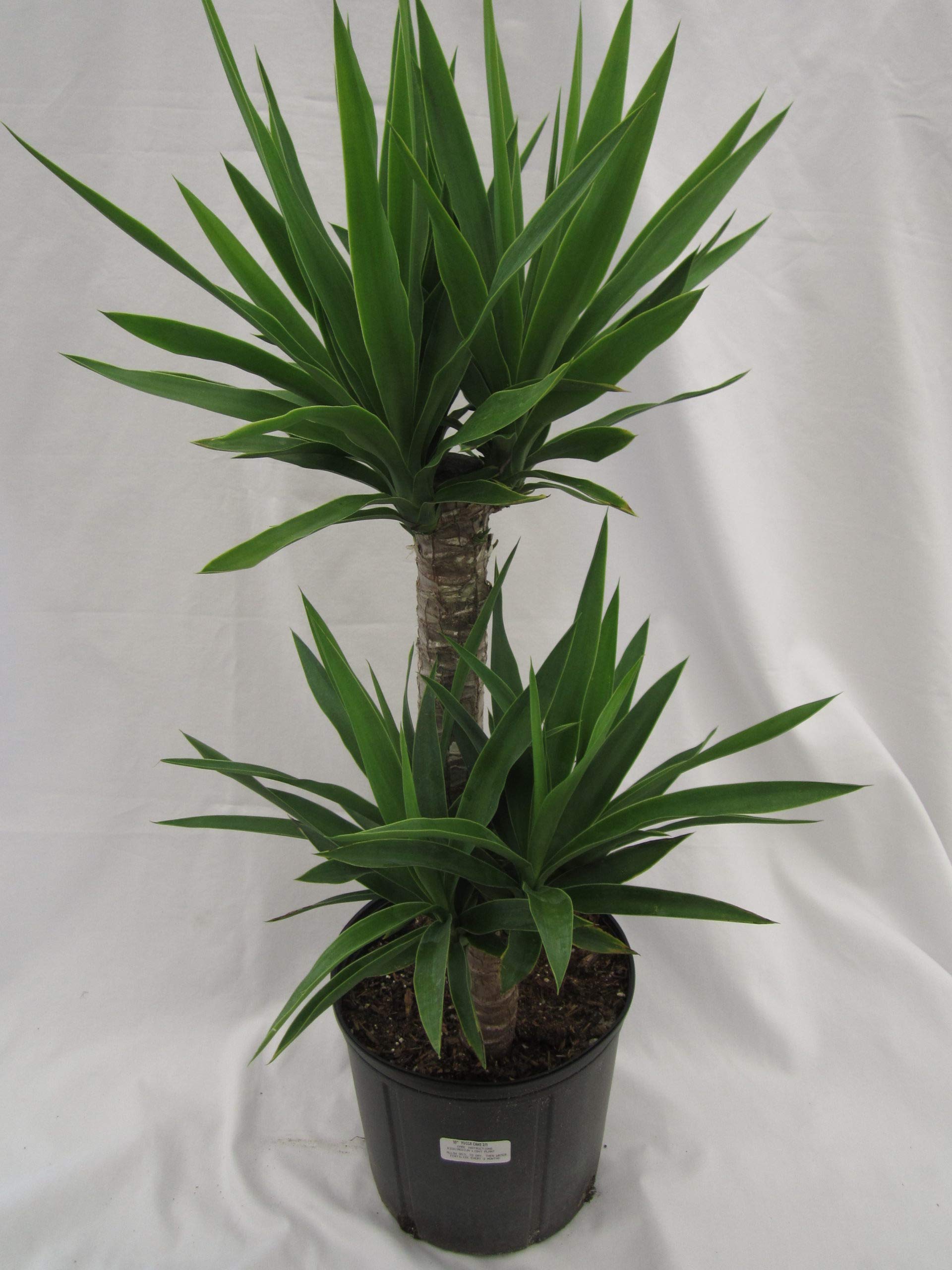Amazon.com: Yucca Cane Plant - 8 英吋(約20.8 公分)花盆中的活植物